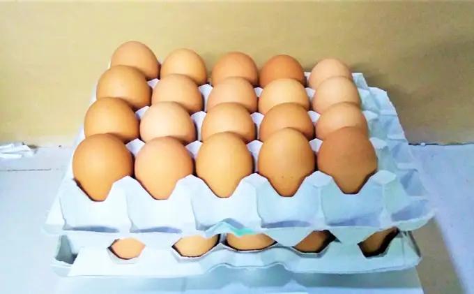羽後のたまご 30個（27個+割れ補償3個） 生卵 活性酸素 抑制 抗酸化力 アスタキサンチン DHA 美味しい 健康維持 