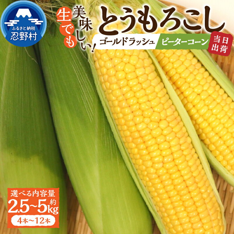 【ふるさと納税】 【2026年先行予約】 とうもろこし ゴールドラッシュ ピーターコーン 食べ比べ 詰め合わせ 約2.5kg(4～6本入） 約5kg(10～12本) 朝採れ 人気 野菜 お取り寄せ 産地直送 新鮮 ギフト プレゼント 贈答 送料無料 山梨県 忍野村 ※沖縄県、離島不可