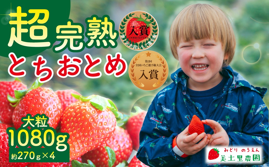 
            【先行受付：選べる発送月】いちご 「茂木完熟いちご」　美土里農園の朝採れ とちおとめ 大粒 約270g×4 合計 約1080g | いちご イチゴ 苺 とちおとめ 完熟 果物 フルーツ くだもの 甘い あまい 旬 産地直送 栃木県産 美土里農園 栃木県 茂木町
          