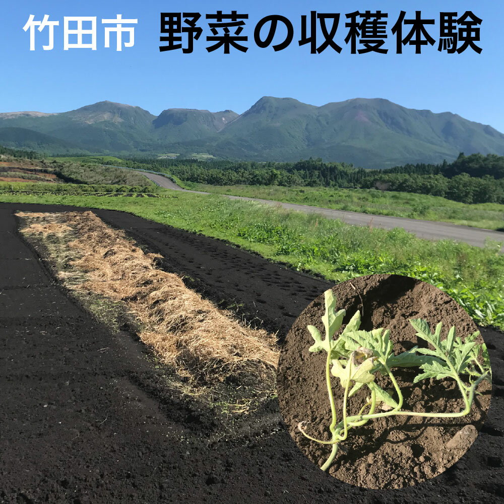 【ふるさと納税】【1組5名まで】～自然豊かな久住高原で育った野菜の収穫体験～収穫お野菜のお土産付き！【体験期間：毎年7月下旬～9月下旬】 チケット 1枚 やさい 農業体験 子供 親子 畑 農園 自然 観光 施設利用券 国産 大分県 竹田市 送料無料