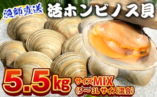 漁師直送！活ホンビノス貝5.5kg（サイズミックス）　ホンビノス 貝 白はまぐり 大あさり 浜焼き BBQ バーベキュー アウトドア キャンプ 漁師直送 産地直送 魚介類 海鮮 貝 シーフード クラムチャウダー スープ パスタ 天ぷら 酒蒸し 千葉県