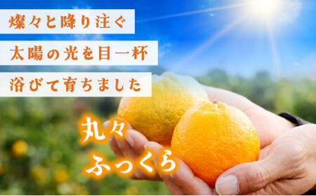 【先行予約】訳ありポンカン　サイズおまかせ　5kg　NT6 [N-05] 【布富FARM】