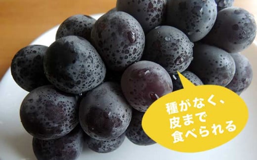 ナガノパープルは見た目は巨峰の様に黒く大粒のぶどうですが、皮ごと食べられる希少な品種です。