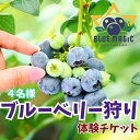 【ふるさと納税】 ブルーベリー狩り チケット 4名様 千葉県 銚子市 ふるさと納税 ブルーベリー フルーツ狩り フルーツ 果物狩り 果物 チケット ブルーベリー狩り ブルーベリー摘み 6月 7月 8月 AGRIMOVADO アグリモバード