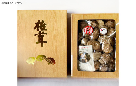 015-697x2 進物どんこ 300g 乾燥 椎茸 きのこ 茸