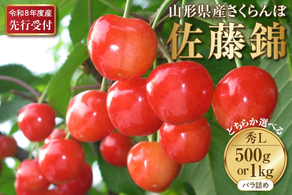 
            選べる内容量！【2026年産先行予約】さくらんぼ佐藤錦 秀L 1kg/500g  秀品 Lサイズ 山形県河北町産【晴天畑】 さくらんぼ 贈答 ギフト 佐藤錦 秀品 先行予約 令和8年産
          