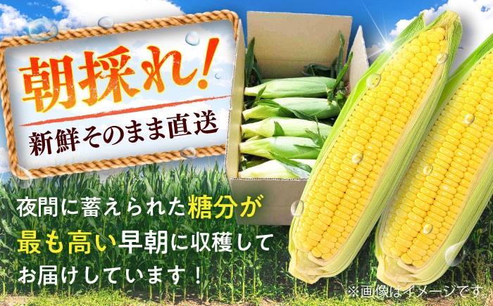 とうもろこし スイートコーン(プレミアム味来) 約4kg（10～11本）