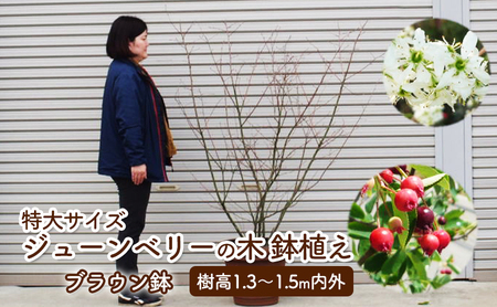 苗木 特大サイズ ジューンベリーの木 鉢植え ブラウン鉢 1個 苗木