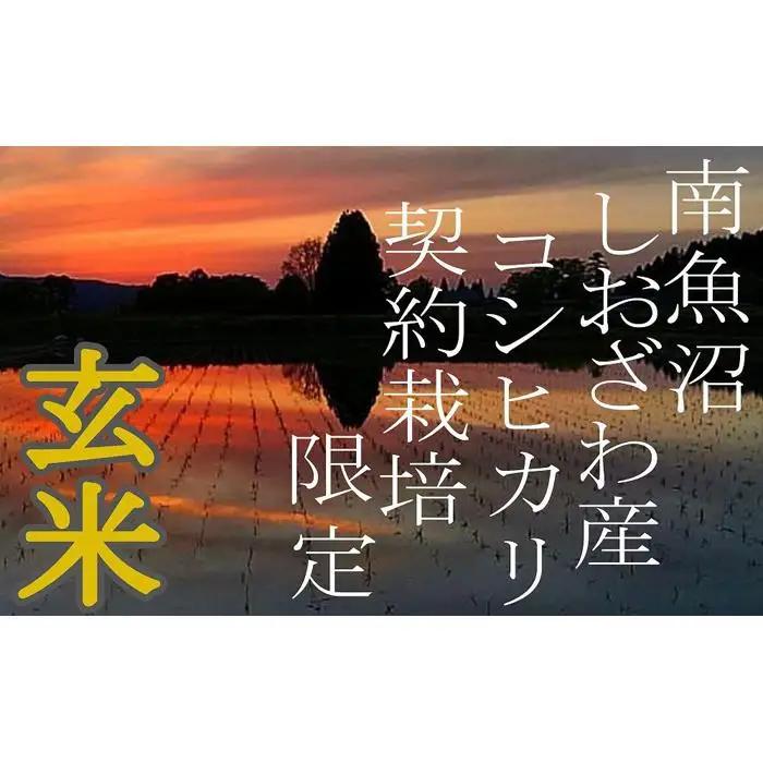 【令和7年産】【定期便10Kg×12ヶ月】●玄米● 生産者限定 南魚沼しおざわ産コシヒカリ【定期便 銘柄米 ブランド米 玄米 こしひかり コシヒカリ 魚沼産 新潟米 産地直送 お米 米 こめ コメ ご