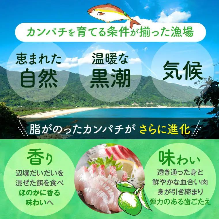 カンパチ 鮮魚 約3.5kg 1本 産地直送 鮮魚BOX【高山漁業協同組合】B08002