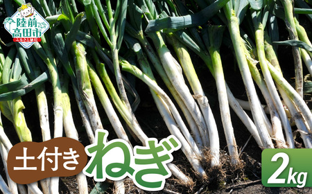 長ねぎ 土付き 約2kg 新鮮 野菜 ねぎ