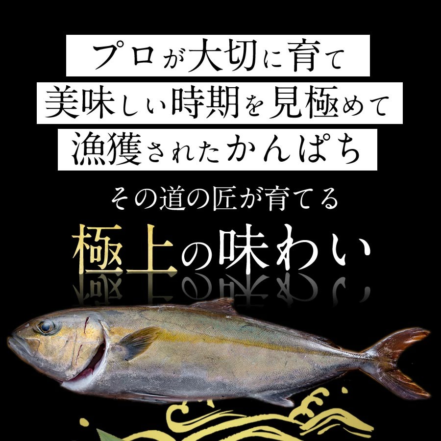 宮崎産 新海屋 鰤屋金太郎 宮崎ゴールドカンパチ フィレ 1.1kg〜1.3kg 半身 1枚　冷蔵　N018-ZB044_1