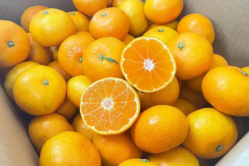 完熟有田みかん 約3kg 家庭用 【2026年10月中旬頃より発送】【S～Ｌサイズおまかせ・混合】