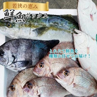 ふるさと納税 若狭町 【若狭湾産】若狭の恵み 鮮魚ボックス(種類はお任せ)