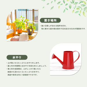 【観葉植物】ブルーサボテン 40cm～50cm プラスチック鉢 Green Base IB003-016 観葉植物 ※北海道・沖縄・離島配送不可