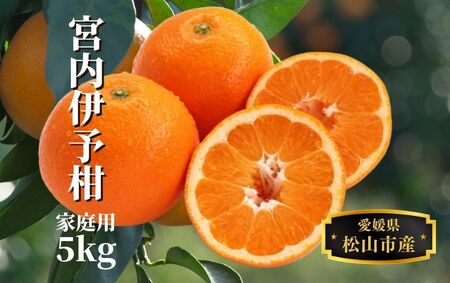 【宮内伊予柑】 家庭用 約5kg ＜2026年2月~3月中旬頃発送＞ みかん 柑橘 フルーツ 伊予柑 果物 愛媛 松山【PT0361】