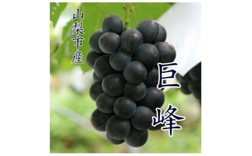 『数量限定』山梨市産種無し巨峰2房入　約1kg【1622448】