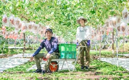 シャインマスカット 約2kg 3～5房 ［おぶせファーマーズ］ 果物 フルーツ ぶどう 葡萄 数量限定 先行予約 長野 信州 令和7年産 【2025年9月上旬～11月上旬発送】