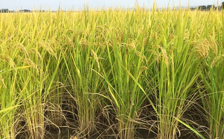 新之助 先行予約 新潟県三条産新之助 5kg×1袋 令和7年産新之助 精米 新潟県産新之助
