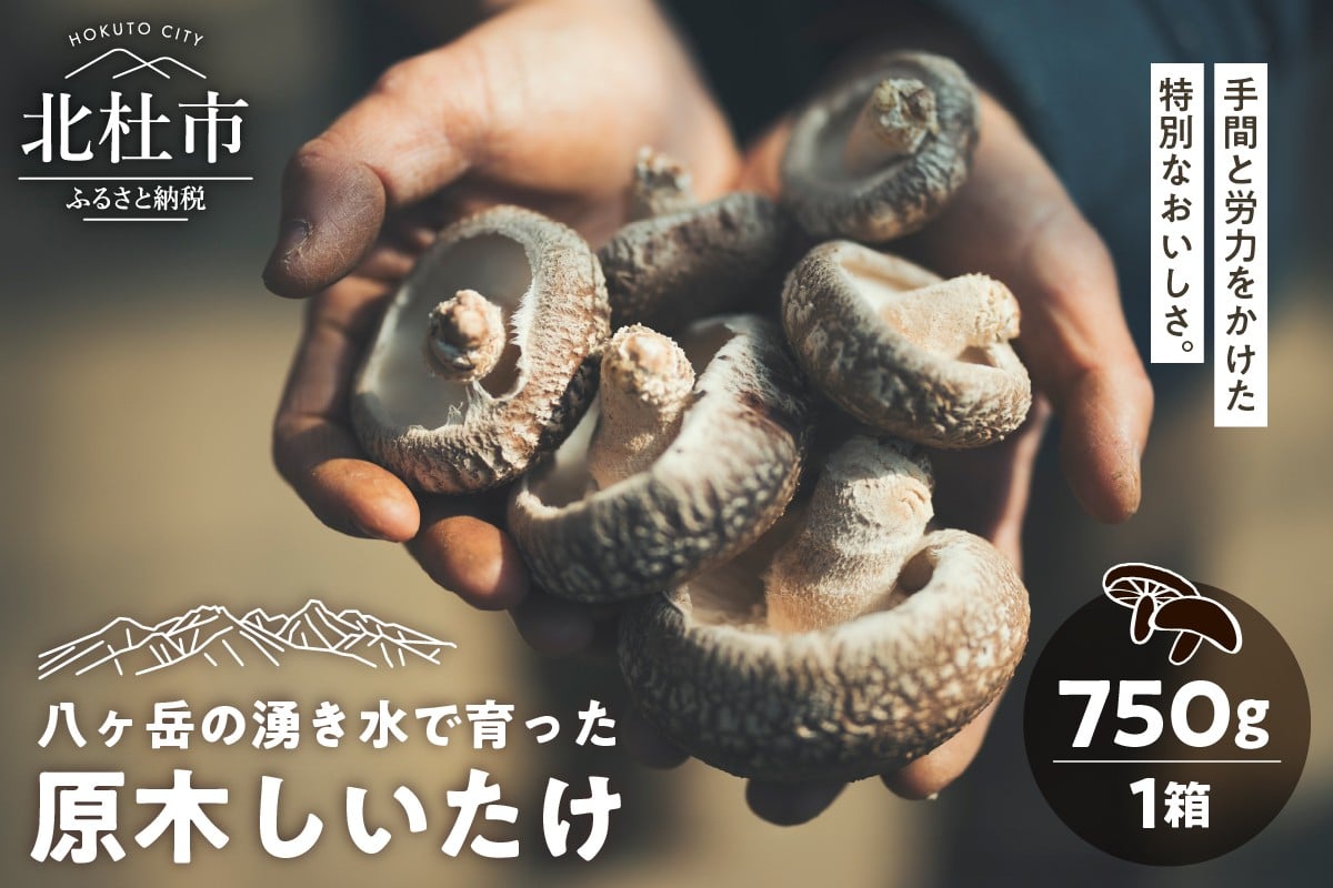 
            原木しいたけ 1箱 750ｇ きのこ 椎茸 八ヶ岳 湧水 栄養 菌打ち 収穫 料理 山梨県 北杜市
          