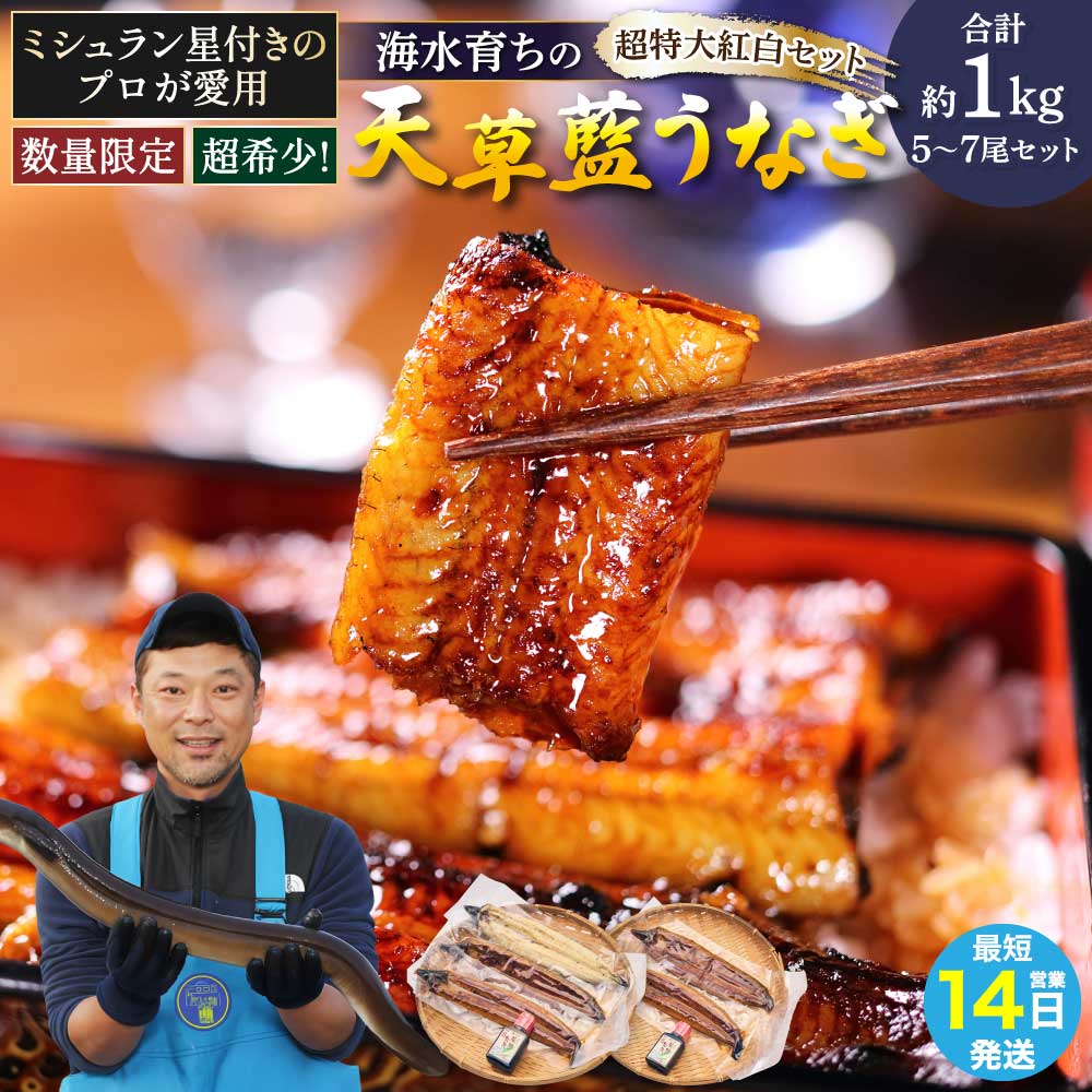 【ふるさと納税】 【ミシュラン1つ星店 採用】 うなぎ 国産 〈数量限定〉海水育ちの天草藍うなぎ 超 特大 紅白 5〜7尾セット (合計約1kg) 鰻 ニホンウナギ 惣菜 熊本県産 九州 国産 冷凍 送料無料 株式会社天草海産