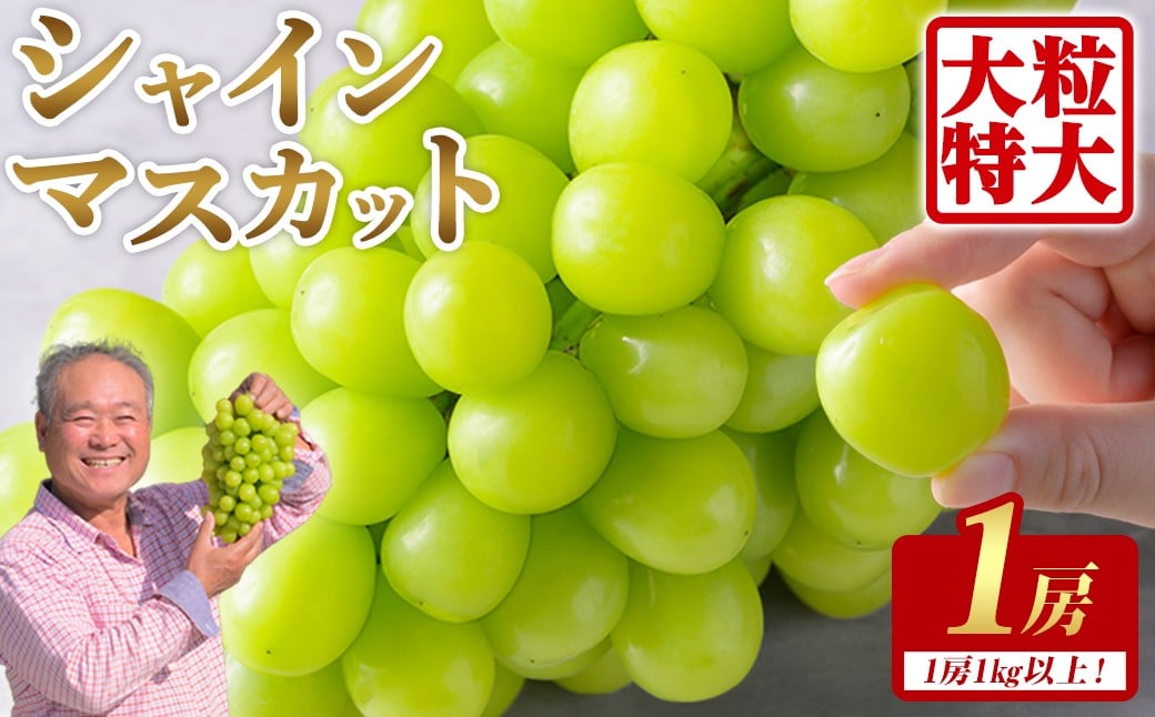 
                  ≪先行予約受付中！≫シャインマスカット 大サイズ 1房 (1房1kg以上) フルーツ 果物 くだもの マスカット ぶどう ブドウ 葡萄 大粒 特大 【いとうブドウ園】tm539
                