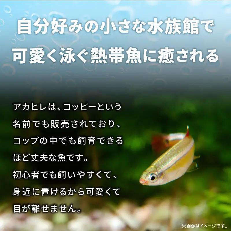 おうちで小さな水族館♪ ボトルアクア キット_BA6002n