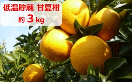 甘夏柑 低温貯蔵 約3kg みかん 香川県産 国産 柑橘 フリーサイズ M～L フジカワ果樹園 藤川果樹園 果実 中晩柑 柑橘類 フルーツ 果物 くだもの 蜜柑 ミカン マーマレード ギフト 贈り物 贈答用 手土産 お取り寄せ 香川県 観音寺市