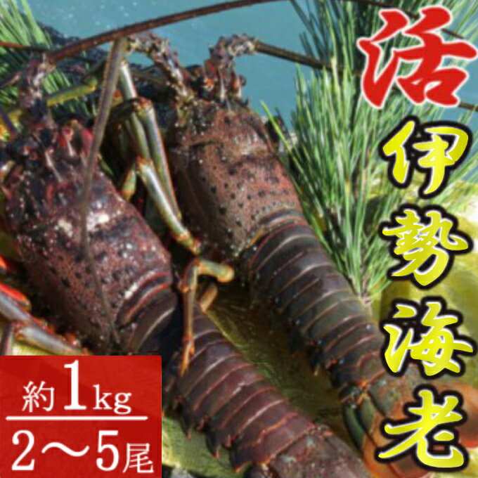 【ふるさと納税】 活き伊勢海老 2～5尾 1kg 伊勢海老 海老 エビ 魚介類 えび魚介 刺身 産地直送 新鮮 海鮮 高知県 室戸市