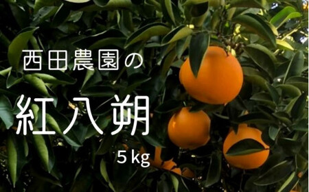 瀬戸内 紅八朔 約5kg（15個程度） 【2027年2月以降発送】
