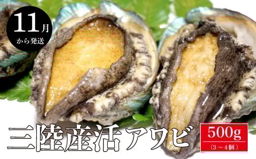 【11月～12月発送】三陸産 活アワビ 約500g (3～4個)【期間限定】【08】｜ 冷蔵 岩手県 大槌町 あわび 人気 鮑 いわて iwate 2026【配送日・曜日指定不可】