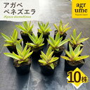 【ふるさと納税】【数量限定】 アガベ ベネズエラ 10株セット 長与町/アグリューム Agave desmettiana[EAI116] 観葉植物 多肉植物 苗 植物 アガベ あがべ インテリア セット