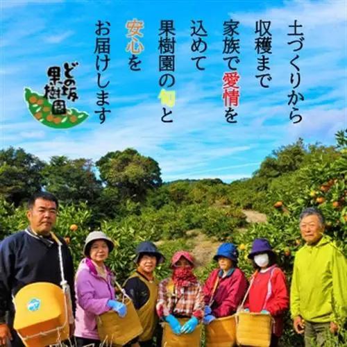 爽やかな甘さ どの坂果樹園の はるかみかん　約5kg (サイズおまかせ)【配送不可地域：離島】【1484262】