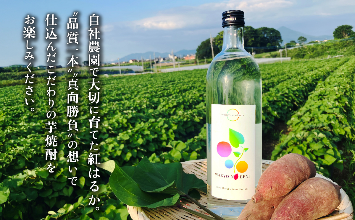 和饗の紅 ( わきょうのべに ) 芋焼酎 720ml × 1本 【 芋焼酎 お酒 甘藷 紅はるか 地酒 和食 日本食 】 和饗の紅 1本 | 6,000円