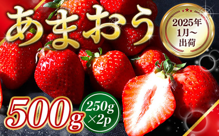 福岡県産 あまおう 500g 送料無料 いちご 果物 フルーツ ギフト 季節限定 スイーツ ケーキ ブランド 先行予約 2025年1月より順次発送 TY051-1