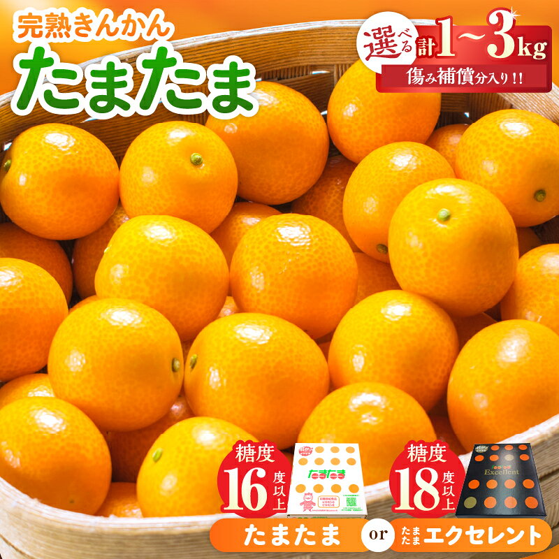 【ふるさと納税】≪選べる≫完熟 きんかん たまたま or たまたまエクセレント 傷み補償分入り 宮崎 フルーツ 果物 くだもの ブランド 金柑 柑橘 令和9年発送 化粧箱入り 国産 食品 おすすめ ギフト 贈り物 贈答 ご褒美 お祝い おすそ分け 日南市 送料無料