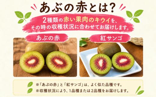 【先行予約】【家庭用】キウイ あぶの赤 1㎏ 山口県 阿武町産 数量限定 国産 果物 赤いキウイ《2026年10月下旬～発送予定》