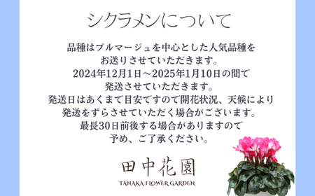 カゴ入りシクラメン 6号鉢 | シクラメン 花苗 フラワー ガーデニング 季節花 埼玉県 上尾市