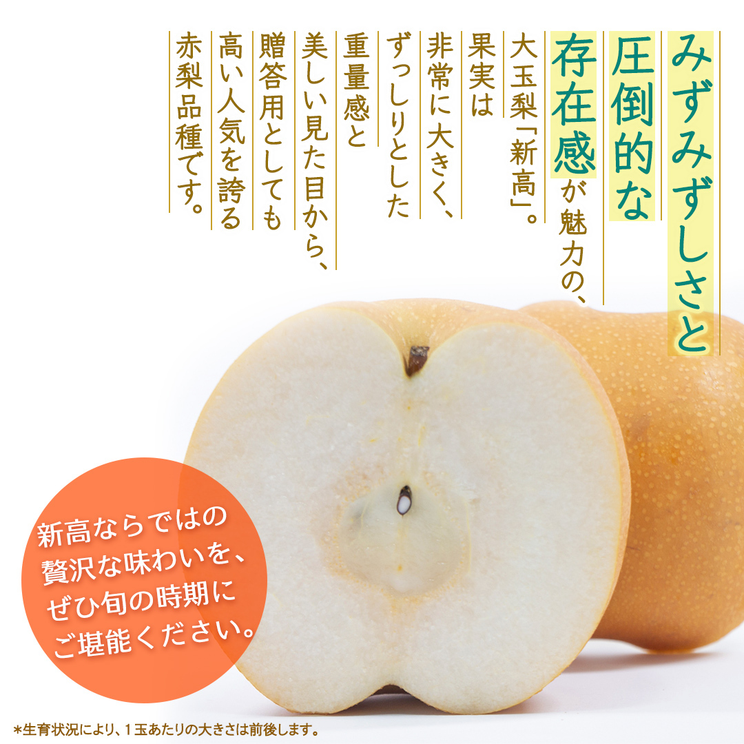 新高 約3kg 【2026年10月より発送開始】（茨城県共通返礼品 [梨]：大子町産） 高糖度 ギフト 贈り物 プレゼント フルーツ なし ナシ 和梨  梨 果実 旬のフルーツ お取り寄せ くだもの 