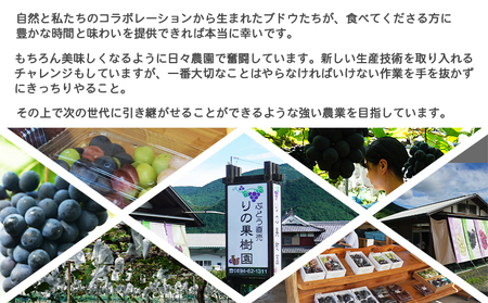 予約受付＜旬のブドウ 2色詰め合わせセット 約1kg＞ 果物 フルーツ ぶどう 葡萄 2種類 セット 詰め合わせ つめあわせ 食べ比べ お楽しみ 期間限定 季節限定 食べて応援 特産品 愛媛県 西予市