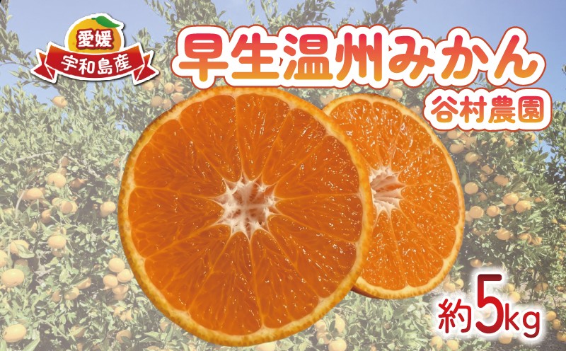 
                  温州みかん 早生 みかん  5kg 谷村農園 愛媛みかん 愛媛蜜柑 愛媛ミカン 早生温州 うんしゅう わせ wase ミカン 蜜柑 mikan 果物 フルーツ 柑橘 甘い 甘味 産地直送 農家直送 数量限定 国産 愛媛 宇和島 B016-201004
                