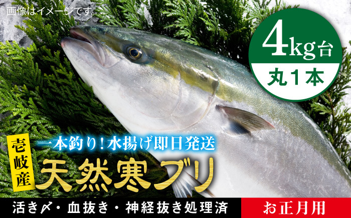 【11/1～1/15お届け 年末年始用】天然 寒ブリ（ 4キロ台 丸もの ） 《壱岐市》【壱岐島　玄海屋】[JBS014]  魚 刺身 しゃぶしゃぶ 59000 59000円