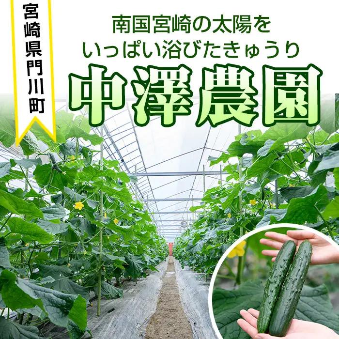 宮崎県産きゅうり(5kg)野菜 冷蔵 【NS-1】【中澤農園】