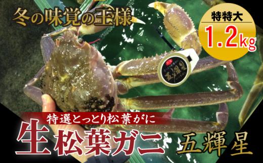 
【魚倉】五輝星 生 松葉ガニ （特特大１．２ｋｇ） 数量限定品 松葉ガニ カニ ズワイガニ カニ爪 冷蔵 かにしゃぶ カニ刺身 タグ付き
