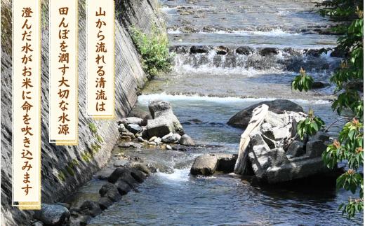 【先行予約】【令和8年産】自然の清流が育んだ奥越産コシヒカリ10kg（精米 5kg×2袋）※2026年9月10日以降順次発送予定 [B-086001]