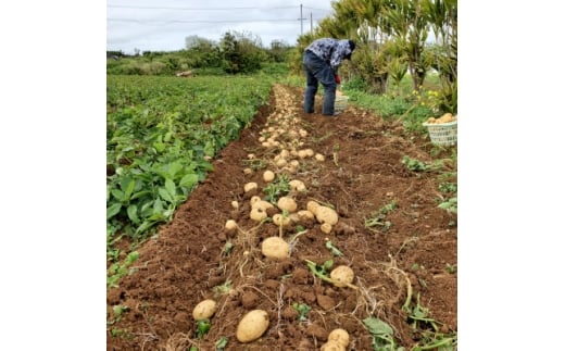 ＜先行予約! 2026年2月中旬発送＞ 伊仙町 特産品 有機栽培 ばれいしょ 約5kg【1474129】