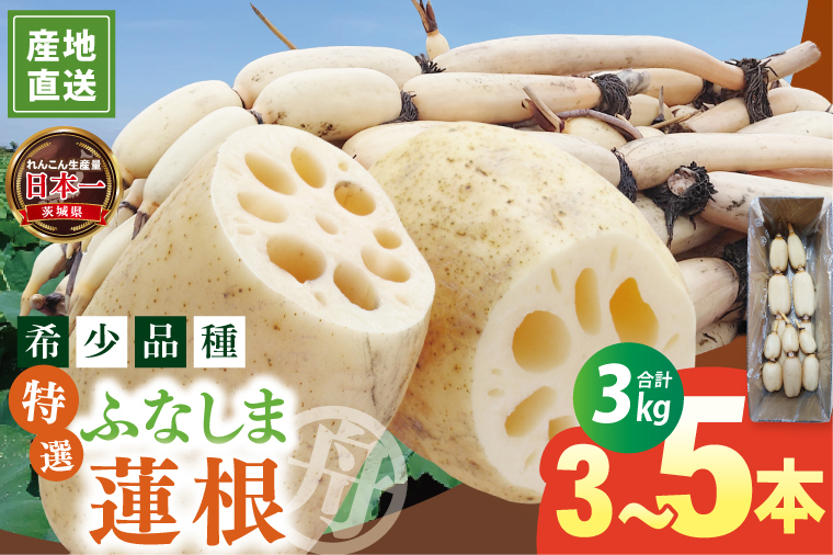 【年末配送】先行予約 れんこん 3kg 特選 ふなしま蓮根 蓮根 レンコン 朝採り 3本 ～ 5本 贈答用 熨斗 お歳暮 希少品種 幻 老舗 朝採れ 産地直送 新鮮 野菜 根菜 【2026年10月より