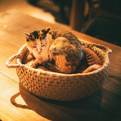 ふるさと納税 久万高原町 猫の寝床兼籠