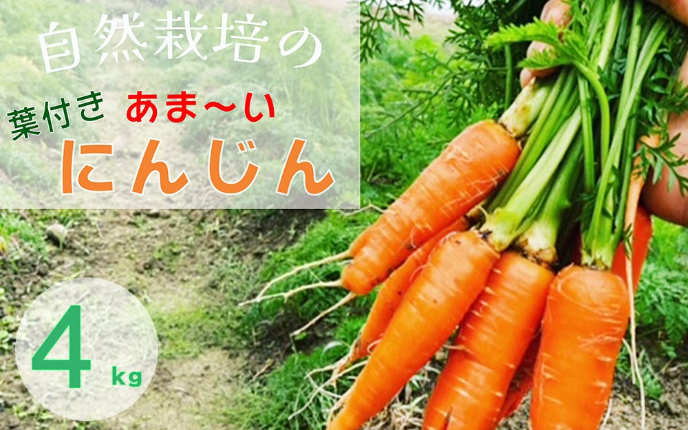 人参 4kg【先行予約】自然栽培の甘い 葉付き人参 京都府・亀岡産 かたもとオーガニックファームよりお届け 《訳あり サイズ不揃い にんじん 国産 京都産 栽培期間中農薬不使用 産地直送》 ※2026年11月～発送