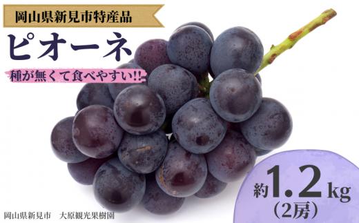 大原観光果樹園 ピオーネ 約1.2kg 2房 【先行予約 2026年9月上旬から順次発送】
